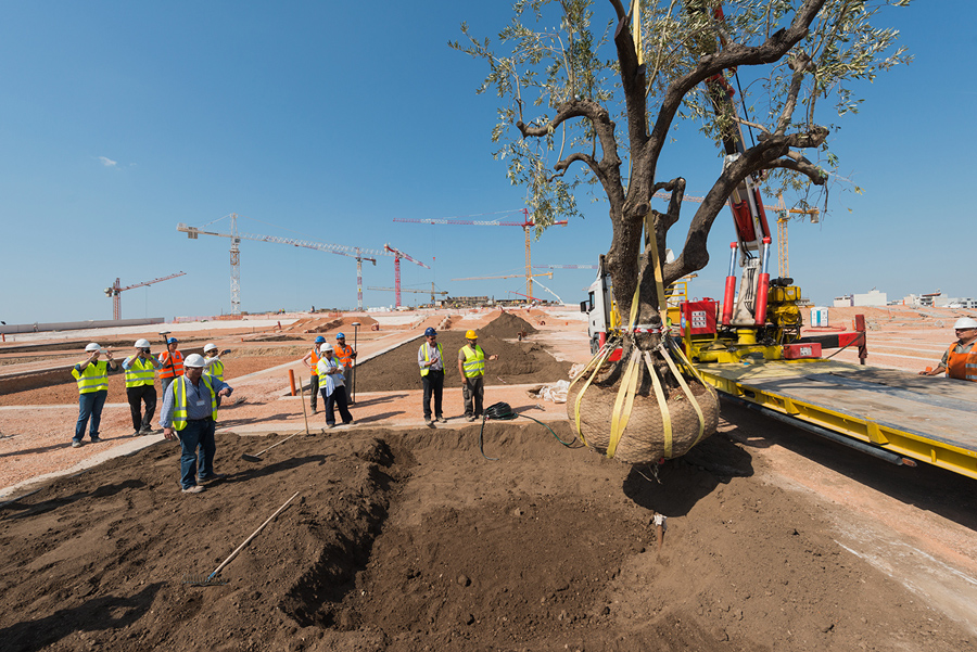 Φωτογραφία που δείχνει έναν γερανό να τοποθετεί ένα δέντρο στη λακούβα που υπάρχει στο χώμα και οι εργάτες παρακολουθούν
