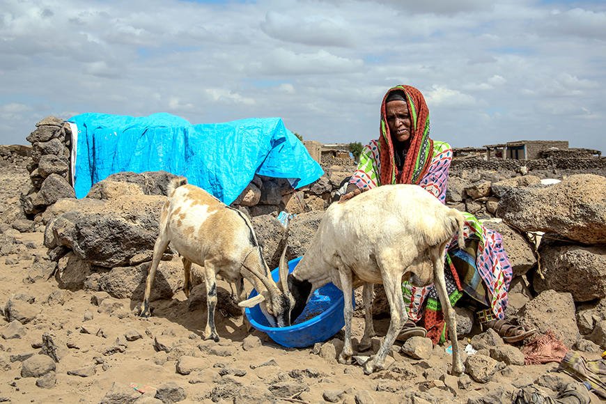 An Ethiopian woman gives a bucket of water to two goats