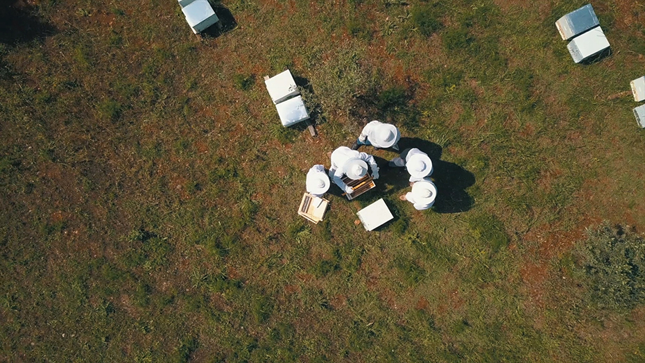 Φωτογραφία πέντε μελισσοκόμων που κοιτάζουν τις κυψέλες 