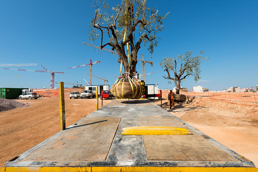 Φωτογραφία που δείχνει ένα δέντρο πάνω σε μια ξύλινη βάση το οποίο ετοιμάζεται να το σηκώσει ο γερανός