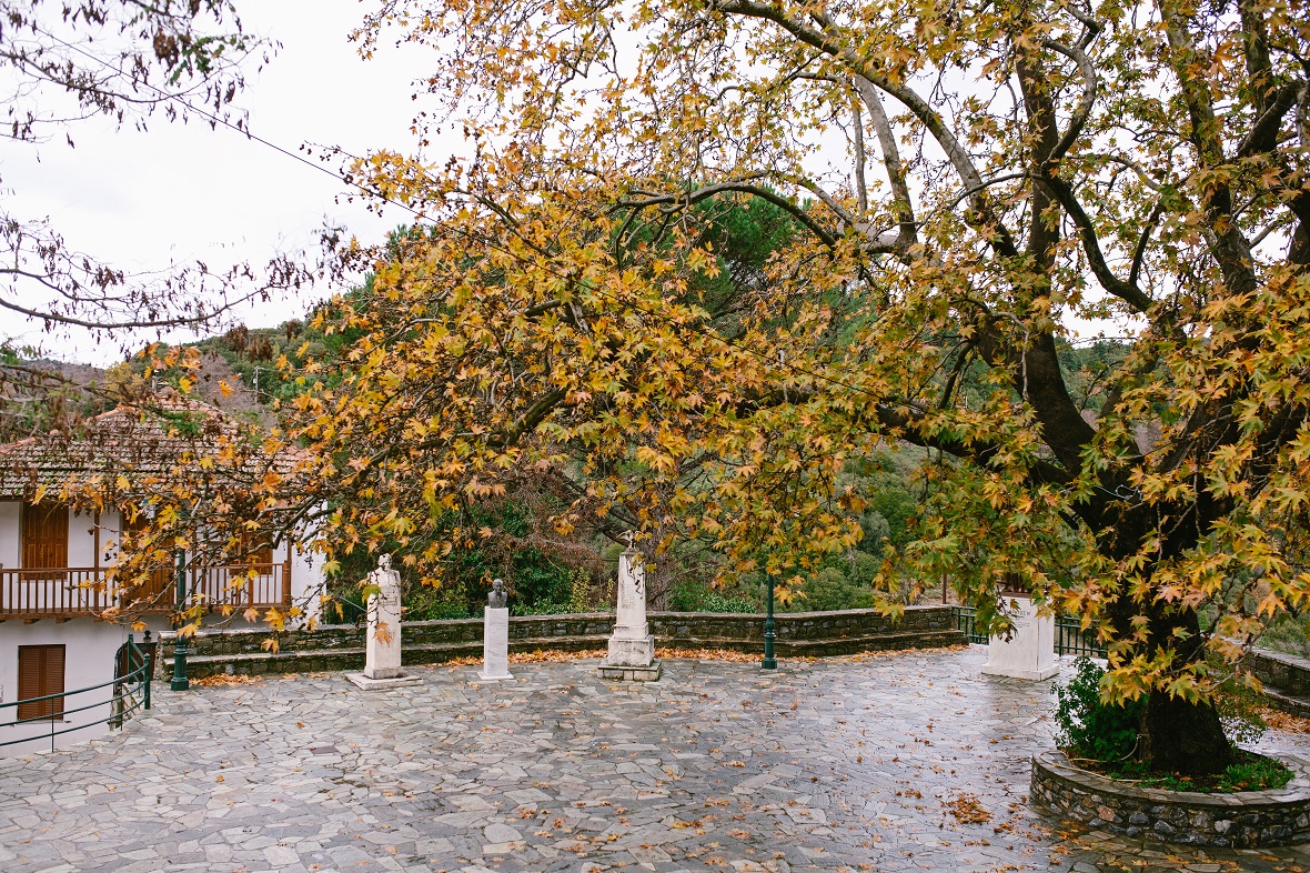 Φωτογραφία που δείχνει τον πλάτανο που βρίσκεται στην κεντρική πλατεία του χωριού