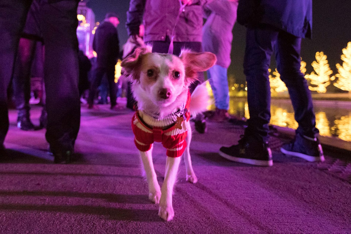 Ένα σκυλάκι φοράει χριστουγεννιάτικο κορμάκι 