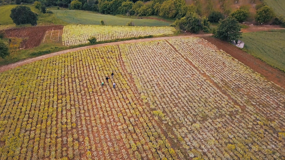 Φωτογραφία από ψηλά με τέσσερα άτομα να εργάζονται σε ένα αγρόκτημα