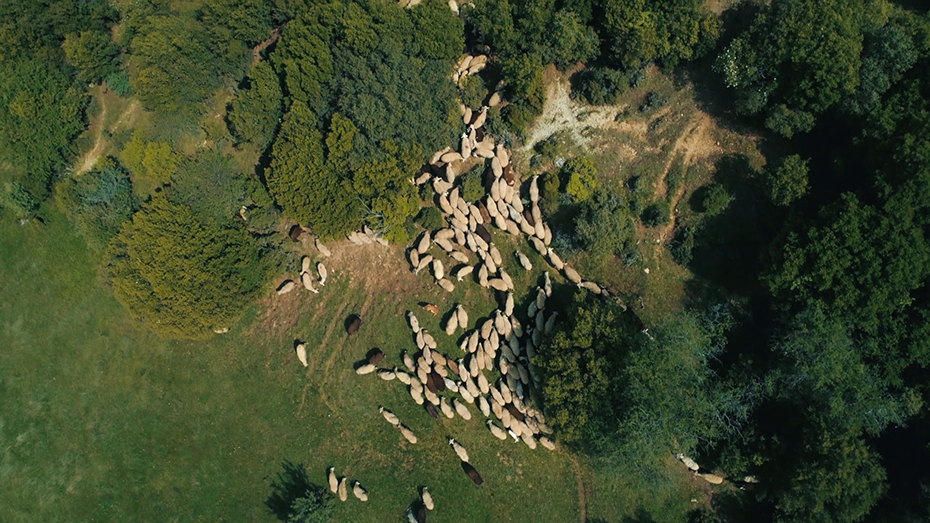 Φωτογραφία από ψηλά ενός κοπαδιού προβάτων στην πράσινη πλαγιά ενός λόφου